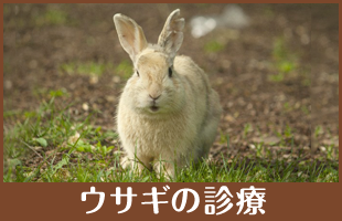 ウサギの診療