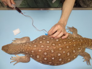 サバンナモニター 腫瘍 | 上大岡キルシェ動物医療センター