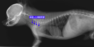 虚脱した頚部気管